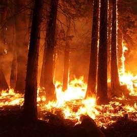 Wildfires and Wild Lives